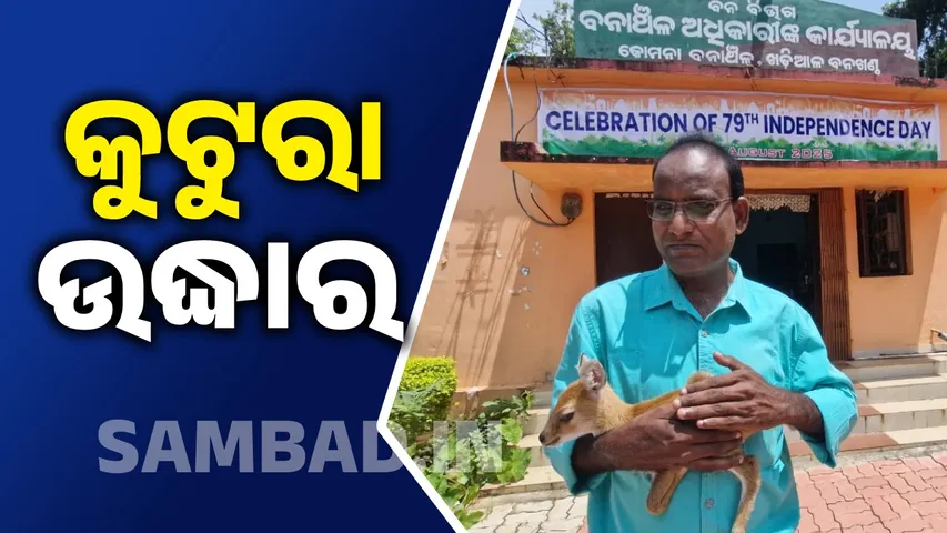 ନୂଆପଡ଼ାର କୋମନାରେ ବନ ବିଭାଗ ଉଦ୍ଧାର କଲା ଜଂଗଲୀ କୁଟୁରା