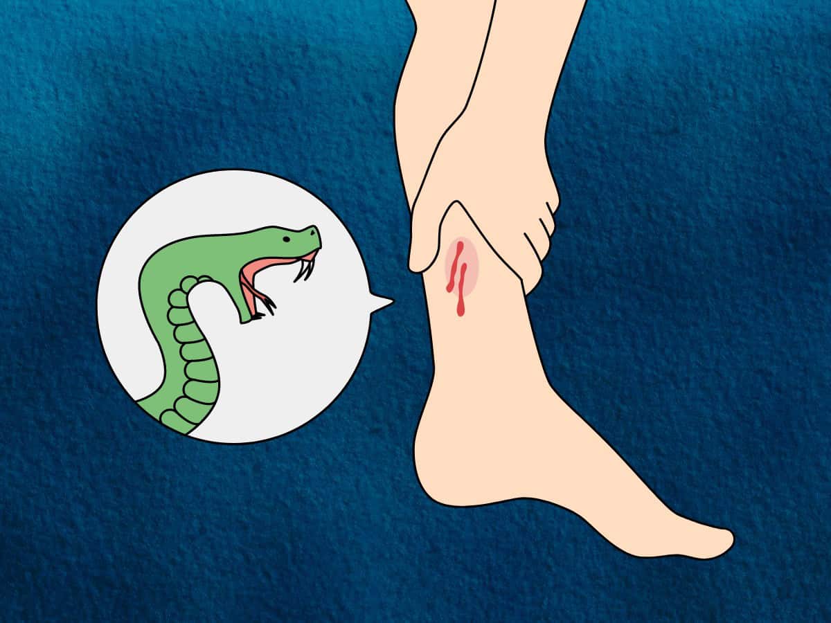 ସାପ କାମୁଡାରେ ମହିଳା ମୃତ ।