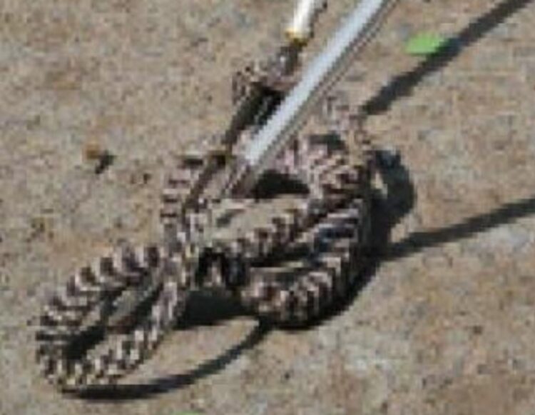 Snake found in AWC