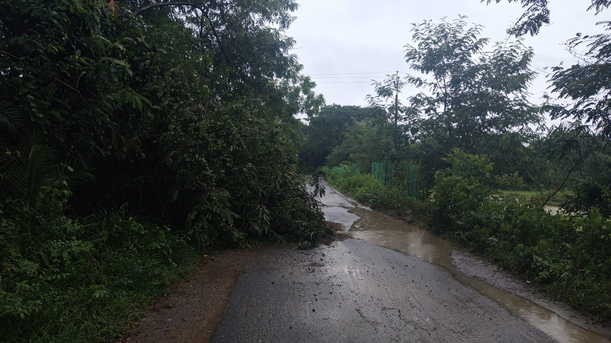 ଗଛ ପଡି ରାସ୍ତା ଅବରୋଧ ।