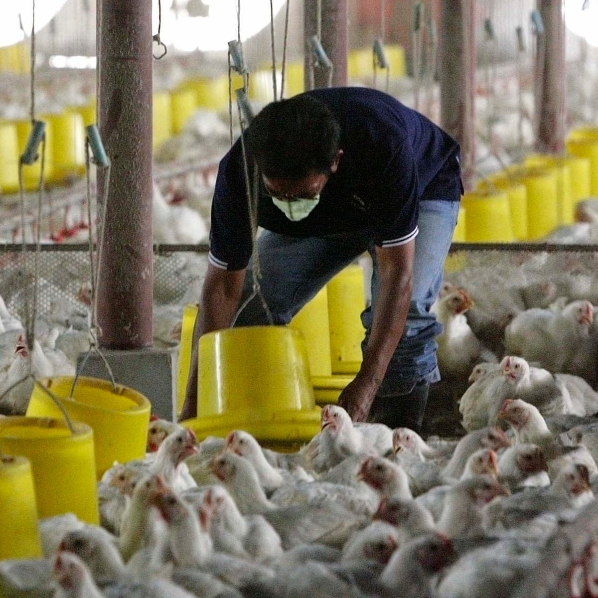 ଗଜପତିରେ ପୁଣି ଦାଦନ ଯନ୍ତ୍ରଣା – କର୍ଣ୍ଣାଟକ କୁକୁଡ଼ା ଫାର୍ମରେ କାର୍ୟ୍ୟରତ ଓଡ଼ିଆ ଶ୍ରମିକଙ୍କ ମୃତ୍ୟୁ ।