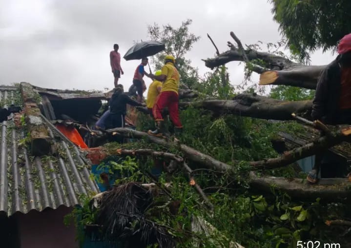 ବିରାଟ କାୟ ତେନ୍ତୁଳି ଗଛ ପଡ଼ି ଭାଙ୍ଗିଲା ତିନୋଟି ଘର।