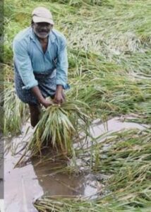 ମୋନ୍ଥା ବାତ୍ୟାରେ ଗଜପତି ଜିଲ୍ଲା ର କ୍ଷତିଗ୍ରସ୍ତ ଚାଷୀଙ୍କୁ ବର୍ତ୍ତମାନ ସୁଦ୍ଧା କ୍ଷତିପୂରଣ ବାବଦରେ କୌଣସି ସହାୟତା ମିଳିନାହିଁ ।