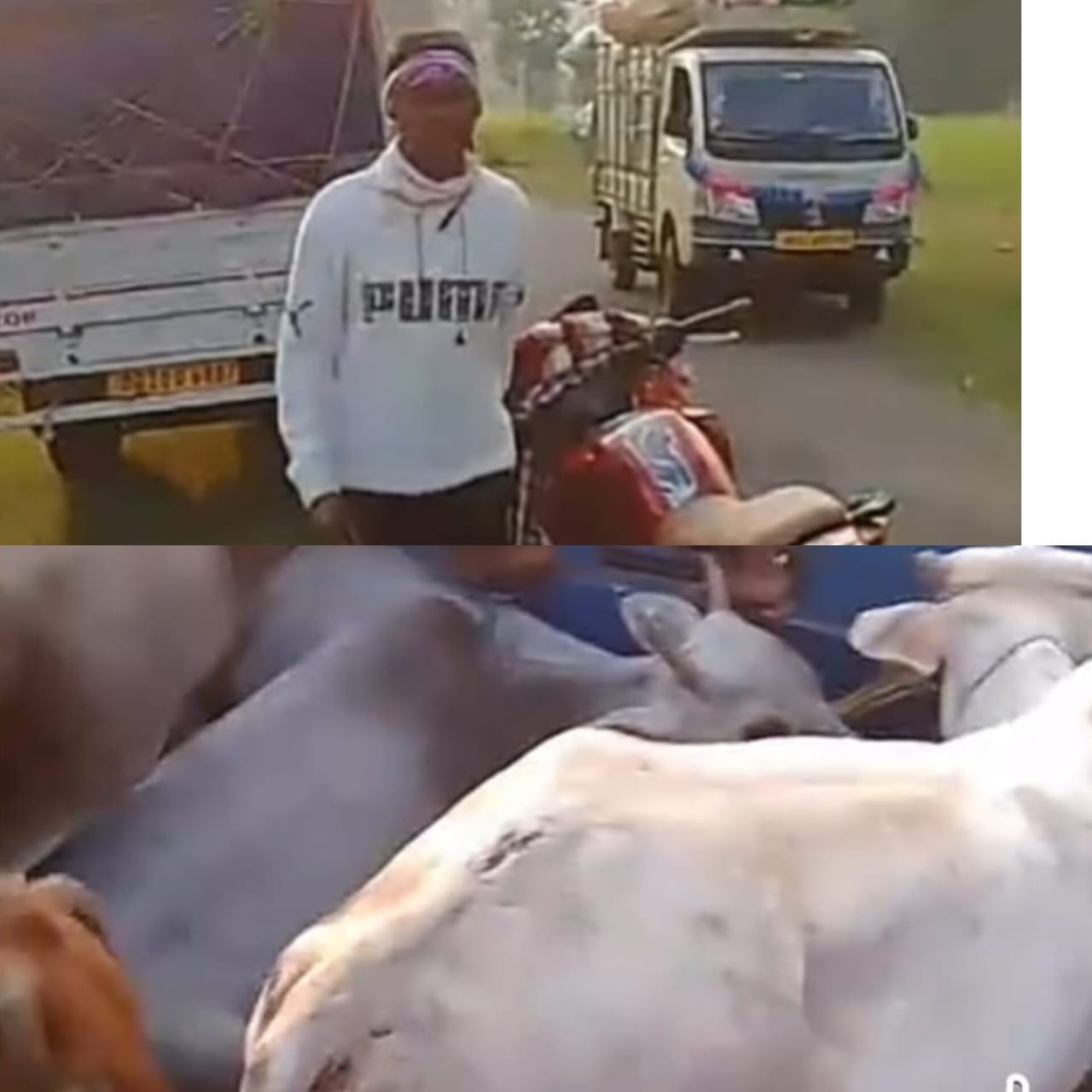 ଚାନ୍ଦିପୁଟରୁ ହାଇଦ୍ରାବାଦ  ଗୋରୁ ଚାଲାଣ ଜବତ ।