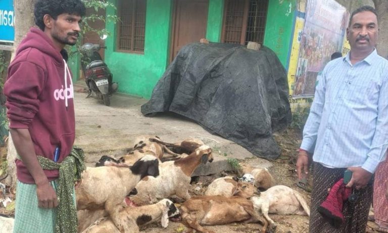 ଟ୍ରାକ୍ଟର ମାଡି ଯାଇ ୧୧ ଛେଳି ମୃତ