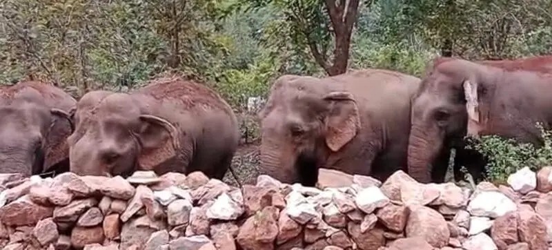 ଗଜପତିରେ ପୁଣି ଚାରିଟିକିଆ ଜଙ୍ଗଲୀ ହାତୀ ଆତଙ୍କ