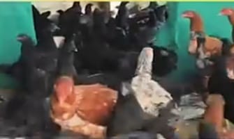 ସଫଳ ଚାଷୀ ରଞ୍ଜନ, କଡ଼କନାଥ କୁକୁଡ଼ା ଚାଷ କରି ଆତ୍ମନିର୍ଭରପାରମ୍ପରିକ ଚାଷ ଛାଡ଼ି କରୁଛନ୍ତି କଡ଼କନାଥ କୁକୁଡ଼ା ଓ ସ୍ମାର୍ଟ ନାପିୟର ଘାସଚାଷ