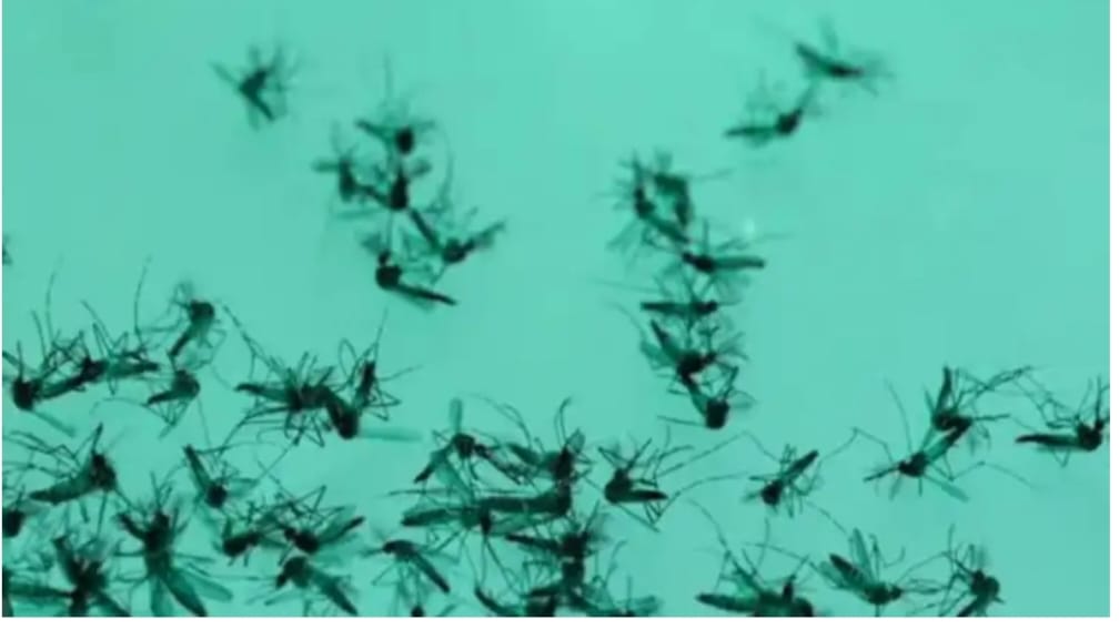 ରା,ଉଦୟଗିରିରେ ବଢୁଛି ମଶାଙ୍କ ପ୍ରାଦୂର୍ଭାବ ; ଲୋକେ କଲବଲ