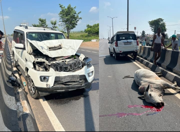 ସ୍କର୍ପିଓ ଗାଡ଼ି ଧକ୍କାରେ ଷଣ୍ଢ ମୃତ।