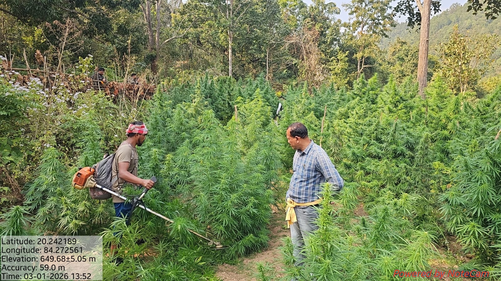 ଟିକାବାଲି ପୋଲିସ ର ବଡ଼ ସଫଳ ୭୫ ଏକର ଜଙ୍ଗଲ ଜମିରୁ କଟା ଗଲା ଗଞ୍ଜେଇ ଗଛ