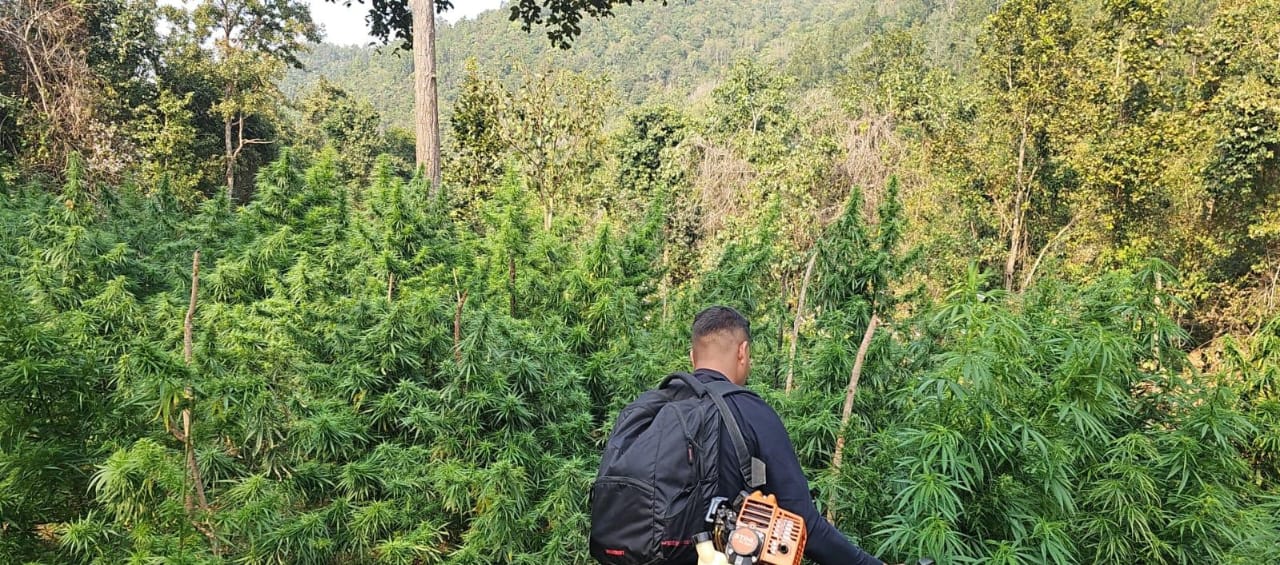 କଟିମାହା ଗ୍ରାମପଞ୍ଚାୟତ ର ବିଭିନ୍ନ ଅଞ୍ଚଳ ରେ 69 ଏକର ଗଞ୍ଜେଇ ଗଛ କାଟି ଧୂଳି ସାତ କଲା ଟିକାବାଲି ପୋଲିସ