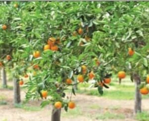 ଲୁପ୍ତ ହେବାକୁ ବସିଲାଣି କମଳା ଚାଷଆଉ ଦେଖିବାକୁ ମିଳୁନି ସେରଙ୍ଗ କମଳା ।