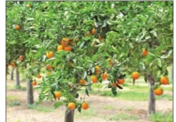 ଲୁପ୍ତ ହେବାକୁ ବସିଲାଣି କମଳା ଚାଷଆଉ ଦେଖିବାକୁ ମିଳୁନି ସେରଙ୍ଗ କମଳା ।