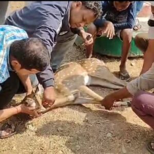 ମୋହନା ସରସ୍ବତୀ ଶିଶୁ ବିଦ୍ୟା ମନ୍ଦିର ପ୍ରାଙ୍ଗଣ ରୁ ଆହତ ହରିଣ ଛୁଆ ଉଦ୍ଧାର l