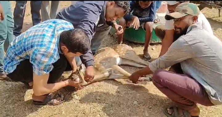 ମୋହନା ସରସ୍ବତୀ ଶିଶୁ ବିଦ୍ୟା ମନ୍ଦିର ପ୍ରାଙ୍ଗଣ ରୁ ଆହତ ହରିଣ ଛୁଆ ଉଦ୍ଧାର l