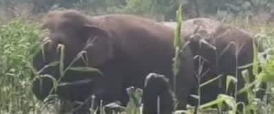 ପୁଣି 4 ଟିକିଆ ଜଙ୍ଗଲି ହାତୀ ଉପଦ୍ରବ, ବ୍ୟାପକ ଫସଲ ନଷ୍ଟ ।