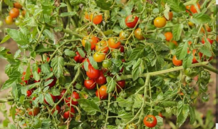 ଗଜପତି ହୋଲସେଲ ବ୍ୟବସାୟୀ ଟମାଟୋ କିଲୋ ୧୫ ରୁ ୨୦ ଟଙ୍କା ରଖିଛନ୍ତି, ଟମାଟୋ ତୋଳିବା ଦର ମିଳୁ ନଥିବାରୁ କ୍ଷେତରେ ଛାଡି ଚାଷୀ କ୍ଷତି ସହୁଛନ୍ତି ।