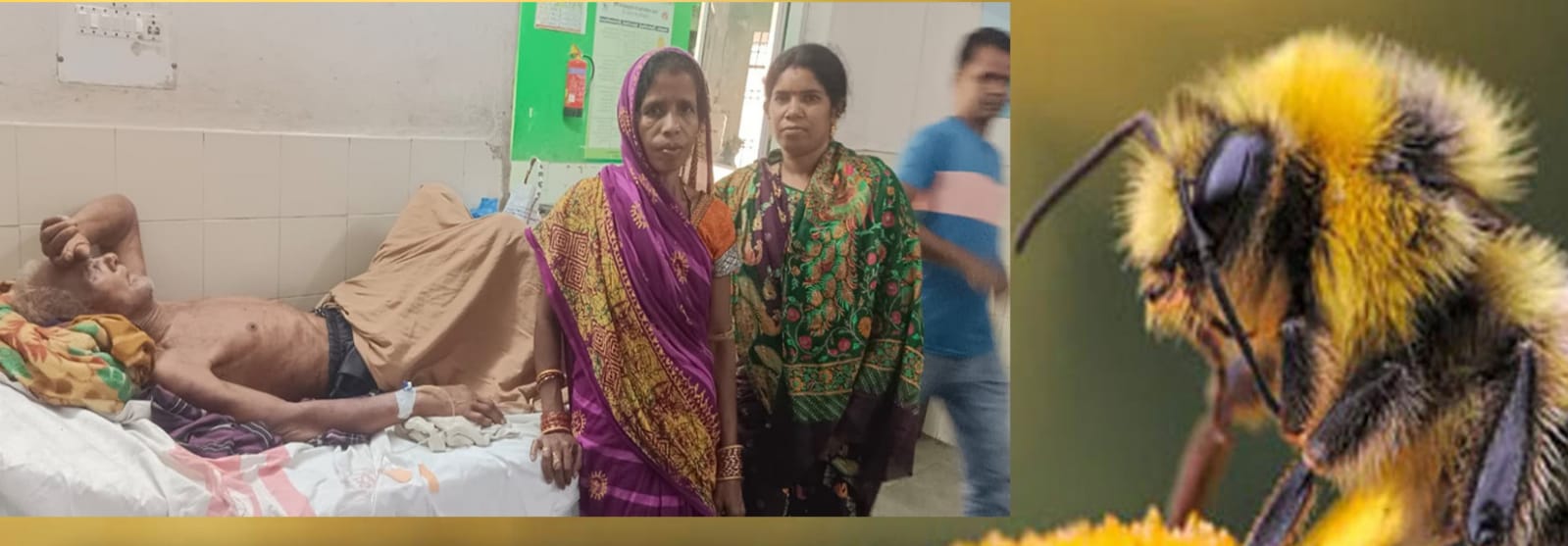 ନଡ଼ିଆ ଗଛରୁ ବାଘୁଆ ମହୁମାଛି ବାହାରି ହଠାତ କଲା ଆକ୍ରମଣ: ବୃଦ୍ଧ ଗୁରୁତର, ୪ ଯୁବକ