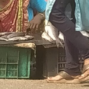 ରାସ୍ତା କଡରେ ମାଛ ମାଂସ ଦୋକାନ କିନ୍ତୁ ପ୍ରଶାସନ ଚୁପ,ଦାଇତ୍ଵ ଅଧିକାରୀ ନିରବ ।