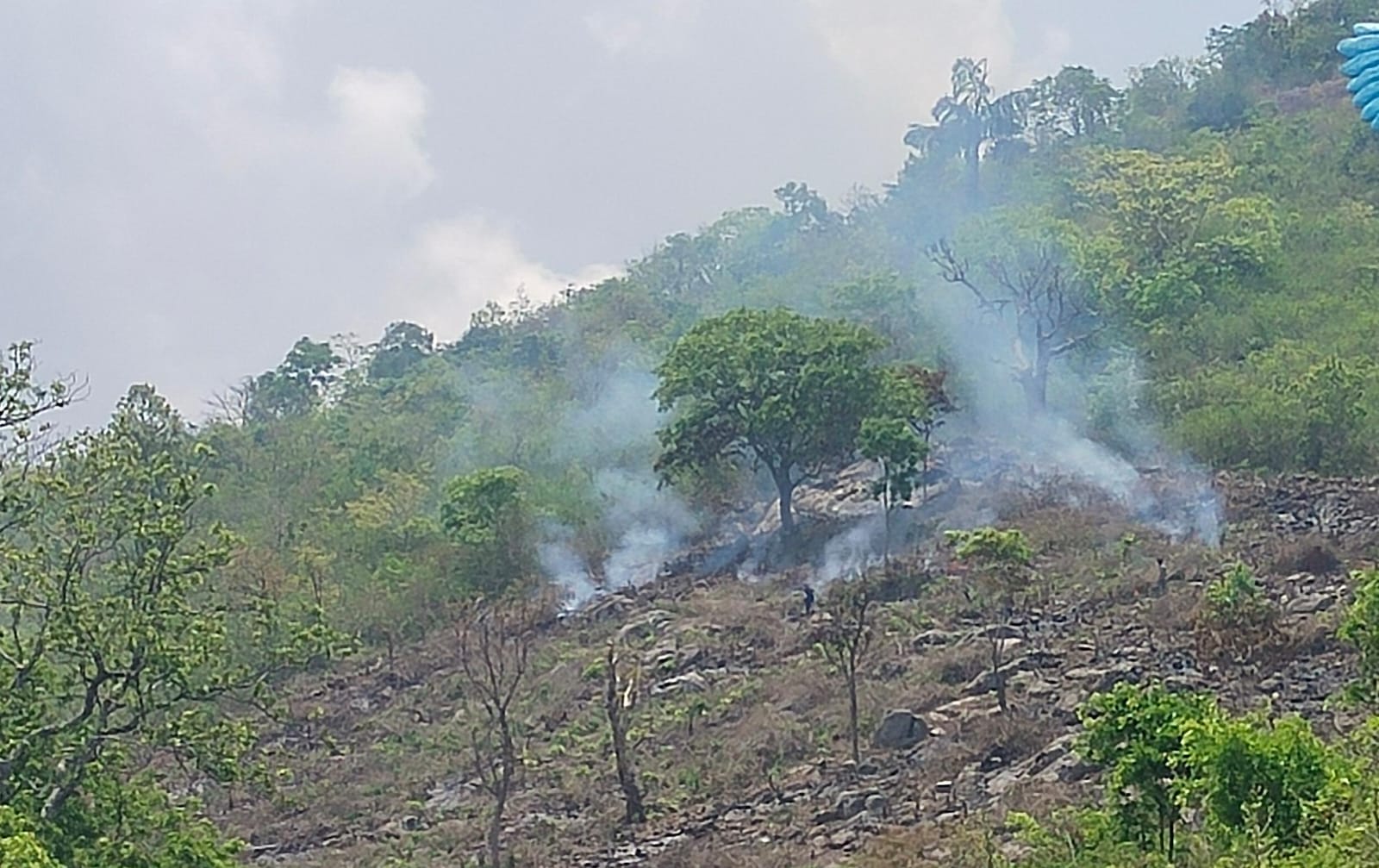 ଜଳୁଛି ଜଙ୍ଗଲ, ନଷ୍ଟହେଉଛି ପ୍ରାକୃତିକ ସମ୍ପଦ ।