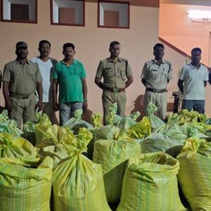 *ଘଞ୍ଚ ଜଙ୍ଗଳରୁ ବିପୁଳ ପରିମାଣରେ ଗଞ୍ଜେଇ ଜବତ*।