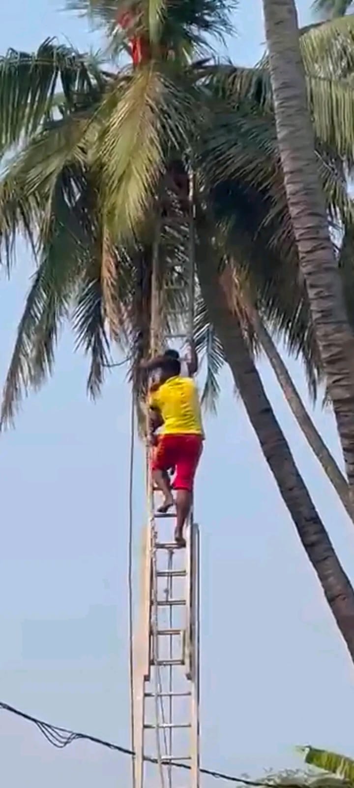 ଗଞ୍ଜାମ ଜିଲ୍ଲା ଲଙ୍କା ଦହନ ବେଳେ ବେହୋସ ହେଲେ ହନୁ।