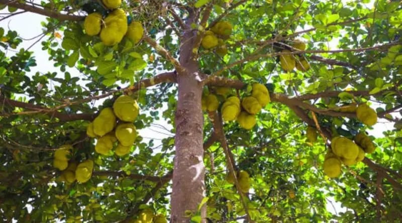 ଜିଲ୍ଲାରେ କଞ୍ଚା ପଣସର ଉଚିତ ମୂଲ୍ୟ ମିଳୁନି ,ଉତ୍ପାଦନ ସ୍ଥଳରେ ଅନାଦର; ପଡ଼ୋଶୀରେ ଆଦର ।