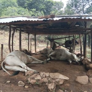 ବଜ୍ରପାତରେ ୩ ଗୋରୁ ମୃତ ।