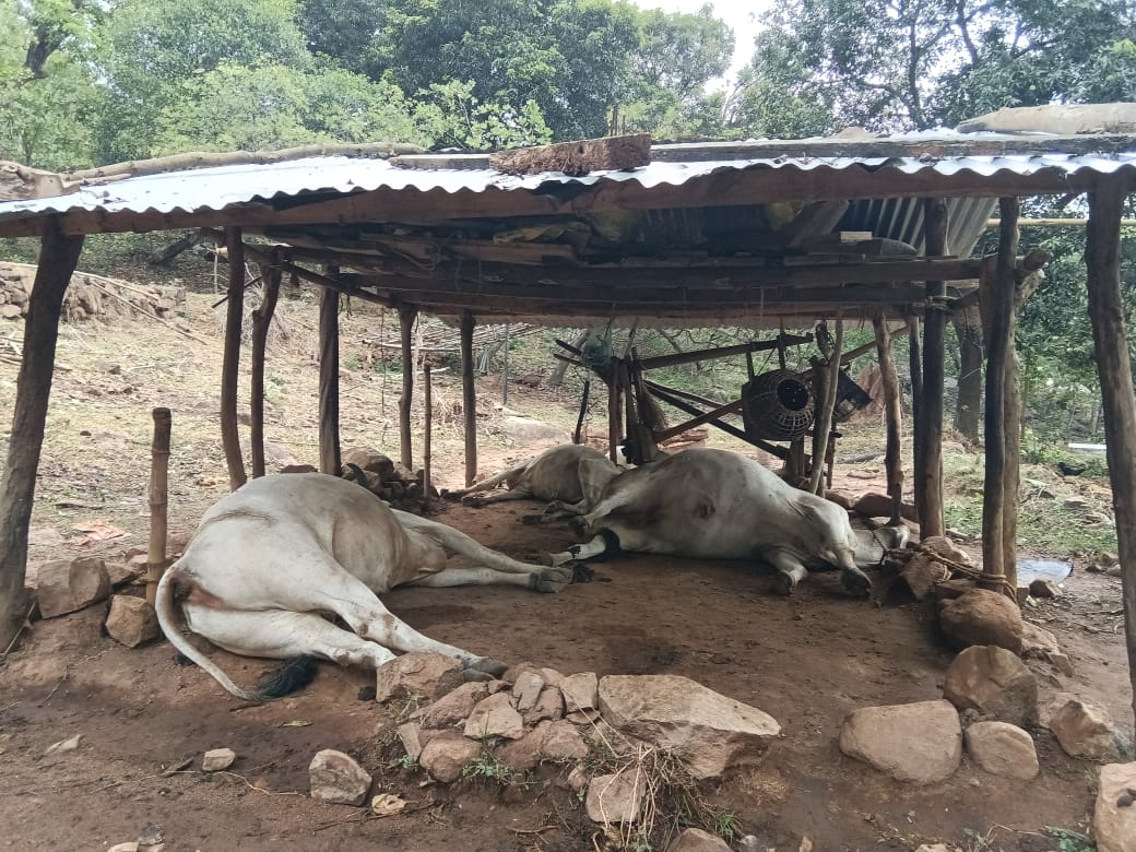 ବଜ୍ରପାତରେ ୩ ଗୋରୁ ମୃତ ।