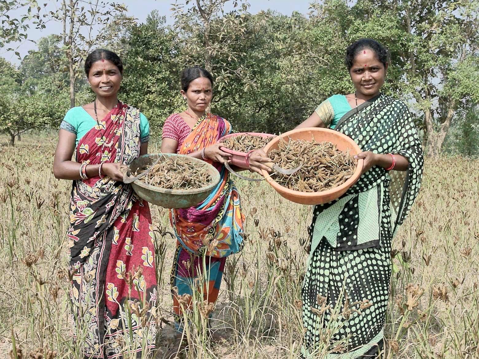 ମିଲେଟ୍ ଚାଷ ମାଧ୍ୟମରେ ମହିଳାଙ୍କୁ ସଶକ୍ତ କରୁଛି ଟିପିଏସ୍ଓଡିଏଲ୍୫୦୦ ମହିଳା ଚାଷୀଙ୍କୁ ଜୀବିକା, ୮୯ ଲକ୍ଷ ଟଙ୍କାର ବ୍ୟବସାୟ