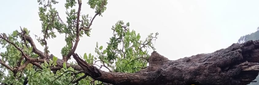 କାଳବୈଶାଖୀର ତାଣ୍ଡବ: ସ୍କୁଲ ଘର ଉପରେ ପଡ଼ିଲା ବିରାଟକାୟ ଗଛ, ଲକ୍ଷାଧିକ ଟଙ୍କାର ସରକାରୀ ସମ୍ପତ୍ତି କ୍ଷତି