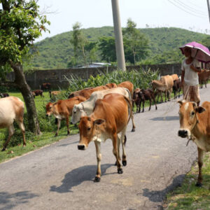 ପୋଲିସ ଆଖିରେ ଧୂଳି ଦେଇ ବେଧଡ଼କ ଭାବେ ବଢ଼ି ଚାଲିଛି ଗୋରୁ ଚାଲାଣଗୋରୁ ମାଫିଆଙ୍କ ବିରୁଦ୍ଧରେ ପୋଲିସ ପ୍ରଶାସନ ପକ୍ଷରୁ କାର୍ଯ୍ୟାନୁଷ୍ଠାନ କେବେ ?