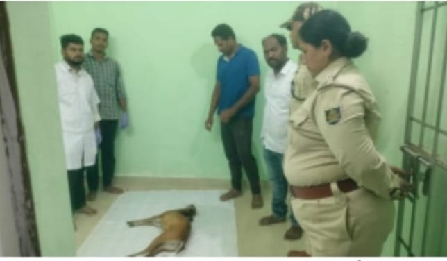 ଜଙ୍ଗଲି ମାଇ କୁଟୁରା ଛୁଆ ଥାନା ପରିସରରେ ଉଦ୍ଧାର କରି ବନ ବିଭାଗକୁ ହସ୍ତାନ୍ତର ପରେ ମୃତ୍ୟୁ