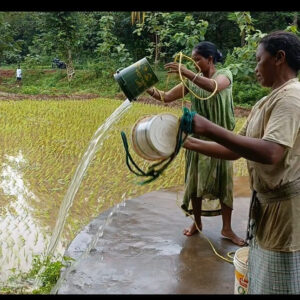 ବର୍ଷା ଅଭାବରେ ଚାଷ ଉଜୁଡ଼ିବା ଆଶଙ୍କା : କୂଅରୁ ମୁଲିଆ ଲଗାଇ ପାଣି କାଢ଼ି ଜମି ବଞ୍ଚାଉଛନ୍ତି ଚାଷୀ, ସରକାରୀ ଯୋଜନା ଉପରେ ଉଠିଲା ପ୍ରଶ୍ନ ।