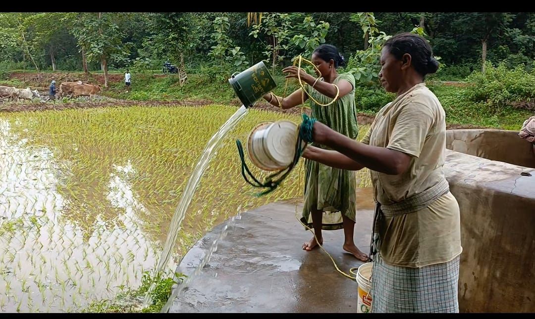 ବର୍ଷା ଅଭାବରେ ଚାଷ ଉଜୁଡ଼ିବା ଆଶଙ୍କା : କୂଅରୁ ମୁଲିଆ ଲଗାଇ ପାଣି କାଢ଼ି ଜମି ବଞ୍ଚାଉଛନ୍ତି ଚାଷୀ, ସରକାରୀ ଯୋଜନା ଉପରେ ଉଠିଲା ପ୍ରଶ୍ନ ।