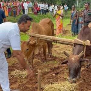 ଚାଷୀଙ୍କ ଦୁଃଖ ବୁଝିବାକୁ ଜମିରେ ବିଧାୟକ, ଲଙ୍ଗଳ ଧରି କଲେ ଚାଷ।