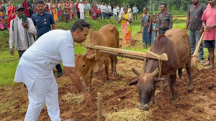 ଚାଷୀଙ୍କ ଦୁଃଖ ବୁଝିବାକୁ ଜମିରେ ବିଧାୟକ, ଲଙ୍ଗଳ ଧରି କଲେ ଚାଷ।