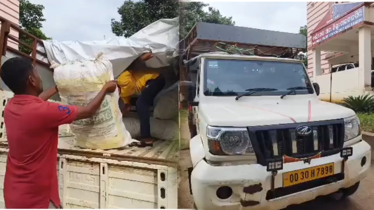 କାଲିମେଳାରେ ବଡ଼ ଧରଣର ଗଞ୍ଜେଇ ଜବତ, ୨ ଅଭିଯୁକ୍ତ ଗିରଫ