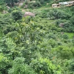 ମହେନ୍ଦ୍ରଗିରିର ପ୍ରାକୃତିକ ଜଙ୍ଗଲ ଓ ଝରଣାର ଅବକ୍ଷୟ ପାଇଁ ଚିନ୍ତା ପ୍ରକଟ କଲେ ପରିବେଶବିତ୍